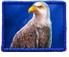 Eagle wildlife symbol